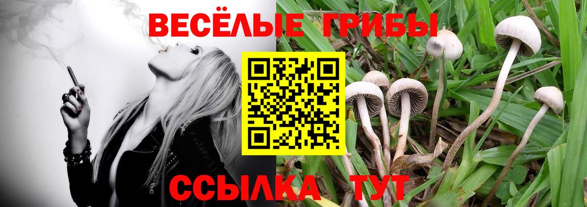 Галлюциногенные грибы Psilocybe Десногорск